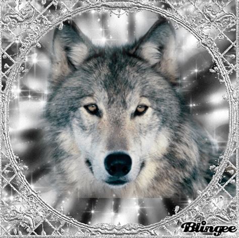 Silver Wolf Picture Blingee Com
