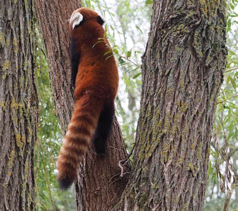 Nepalese Red Panda Ailurus Fulgens Climbing A Tree 2020 09 03 Zoochat