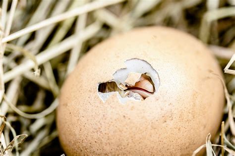 What To Expect From Farm Fresh Eggs