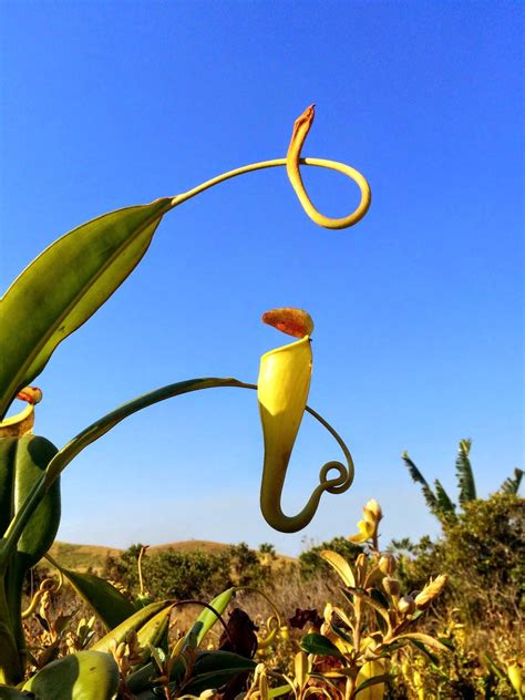 Nepenthes Madagascariensis Malagasy Pitcher Plant By Eva Colberg