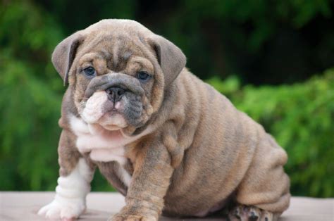English bulldog puppy. | Cute animals, Cute dogs, Bulldog