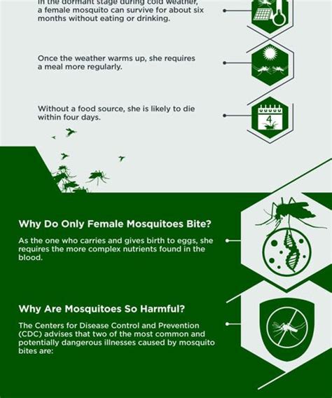 Vital Facts About Mosquitoes Infographic Best Infographics
