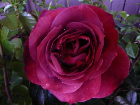 Hot Chocolate Rose Buy Online From Ashwood Nurseries