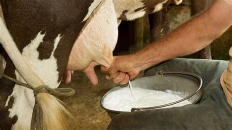 Todo lo que debe saber sobre la leche cruda Visión Agropecuaria