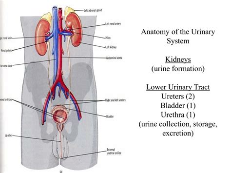 Ppt Anatomy Of The Urinary System Kidneys Urine Formation Lower