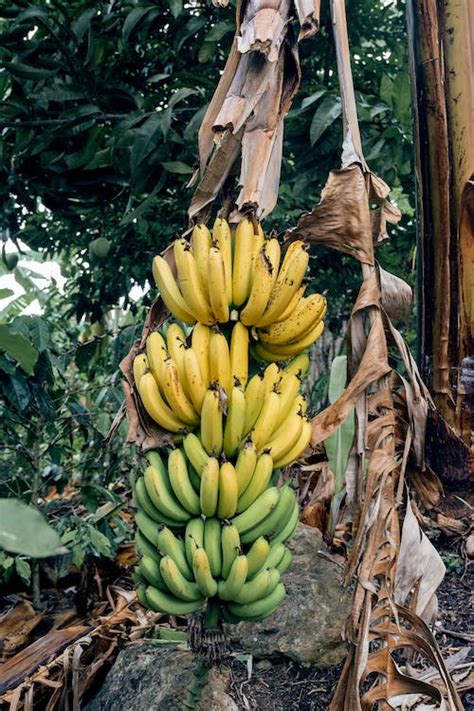 과일 나무 농장 다발 매달린 밀림 바나나 바나나 껍질 바나나 나무 바나나 잎 비단 색깔 성장 식물군