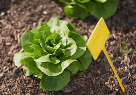6 Best Mulch Options For Your Vegetable Garden