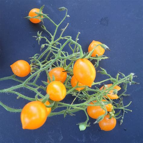 Yellow Riesentraube Tomato Truelove Seeds