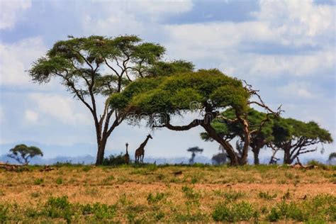 Acacia Tree In The Open Savanna Mara Kenya Stock Image Image Of Bush