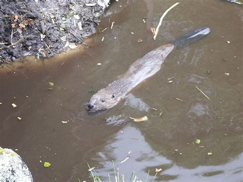 Interesting Facts About Beavers Neatorama