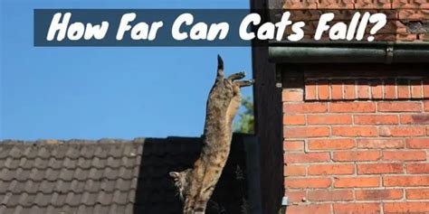 Purr Minal Velocity How Far Can Cats Fall Cat Checkup