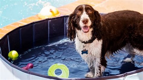 Turn Your Backyard Into A Dog Water Park Bechewy