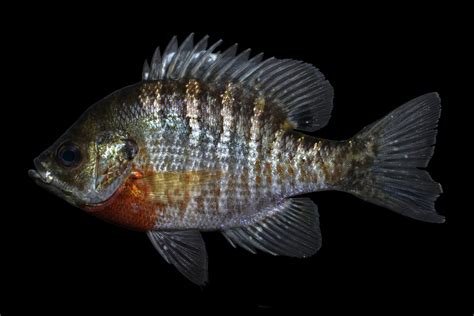 Lepomis Macrochirus