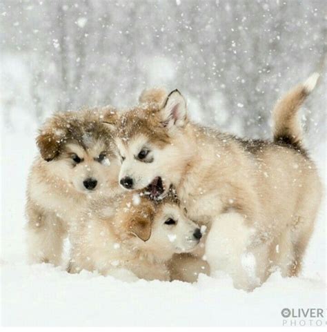 Huskies Puppies Cute Animals Malamute Puppies