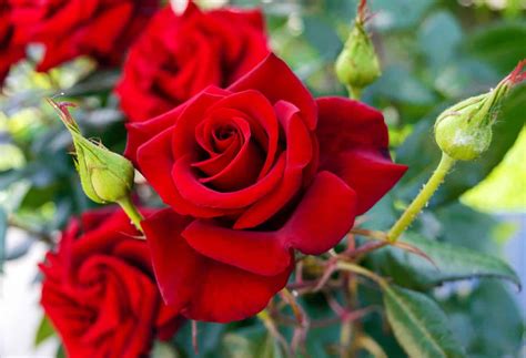 Garden Roses Queen Of Edible Flowers Recipes
