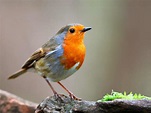 19 common British birds you can find in your garden – Pet Supplies Direct