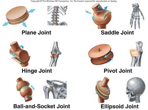 To know the structures of a synovial joint and a symphysis joint (intervertebral disc). Synovial (movable) Joints