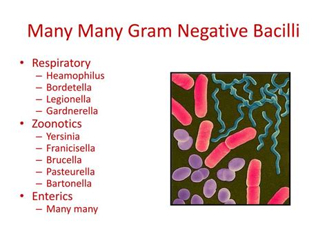 Ppt Gram Positive Purpleblue Powerpoint Presentation Free