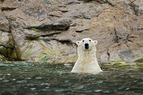 An Adult Polar Bear Ursus Maritimus Photograph By Steven Kazlowski