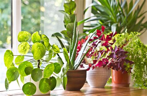 Most Beneficial Plants To Have Indoors