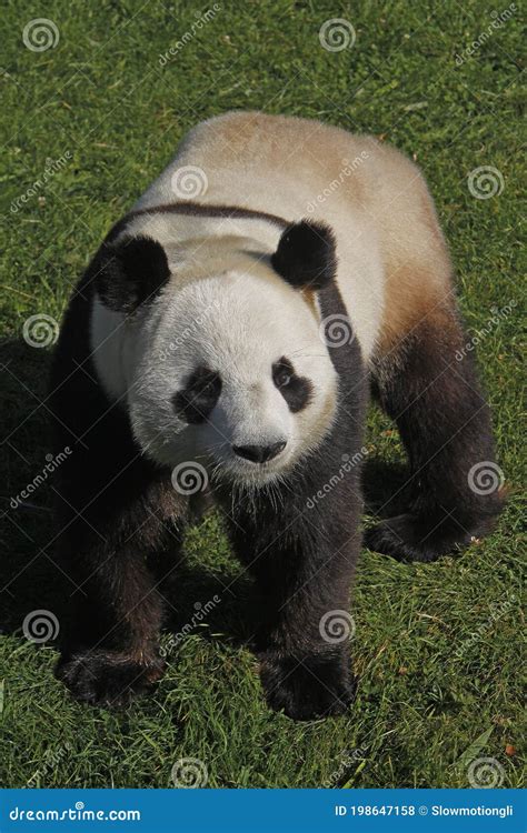 Panda Gigante Ailuropoda Melanoleuca Adulto Foto De Archivo Imagen