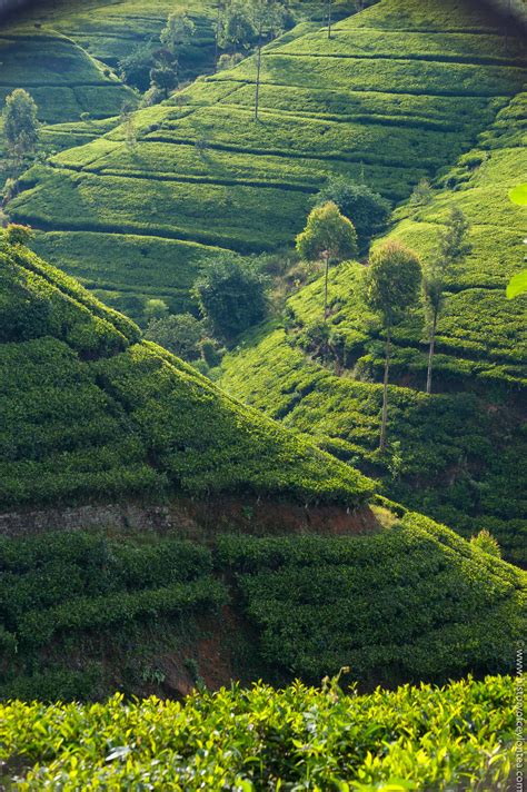Photos And Videos History Of Ceylon Tea