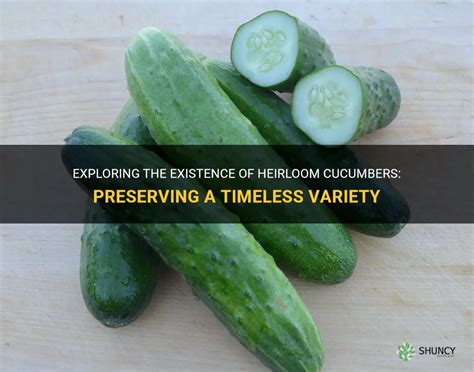 Exploring The Existence Of Heirloom Cucumbers Preserving A Timeless