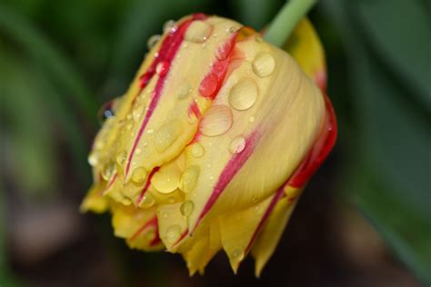 Free Images Nature Blossom Leaf Petal Bloom Raindrop Tulip