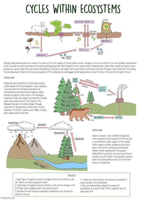 Ecosystem Life Cycle