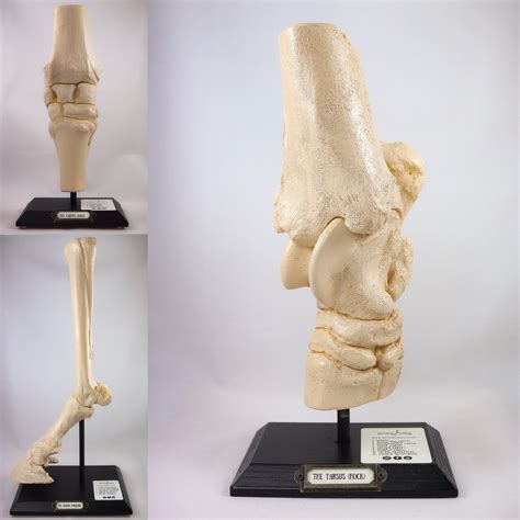 Horse Anatomy Anatomical Knee Joint Carpus Full Detailed Replica