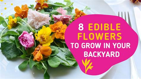 8 Tasty Edible Flowers You Can Easily Grow In Your Backyard Youtube
