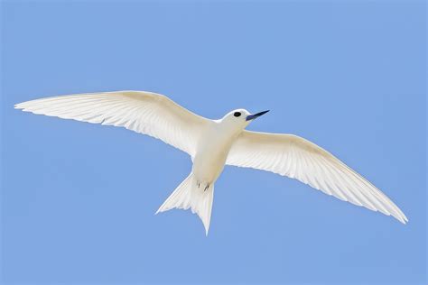 Pitcairn Birding Tours Henderson Tuamotu Islands Birdquest