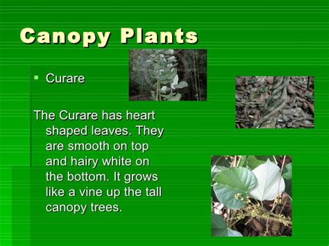 Check out the plants on our amazon plants list you may encounter aboard the motor yacht tucano amazon river cruise and rainforest expedition tour. The four layers of the amazon rainforest emmas project2