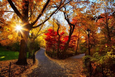 2k Free Download Sunset Nature Tree Sunlight Autumn Leaf Color