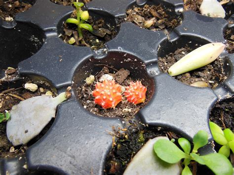 The Green House Grafted Moon Cactus