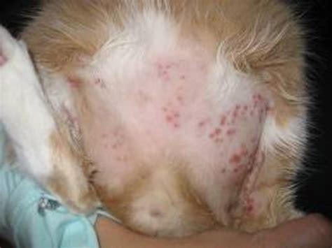 Dog Skin Problems Skin Allergies Hubpages