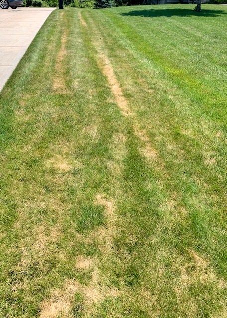 Yellow Stripes Dying Grass On Lawn Lawn Care Forum