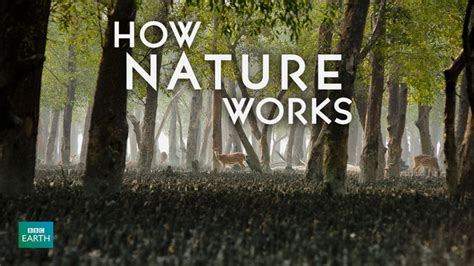Is How Nature Works On Netflix Uk Where To Watch The Documentary