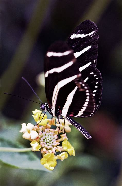 The Zebra Butterfly Zebra Butterfly Butterfly Most Beautiful Butterfly