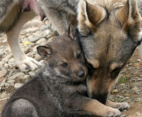 Wild Wolf And Her Puppies Wolf Dog Wild Wolf Wolf Puppy