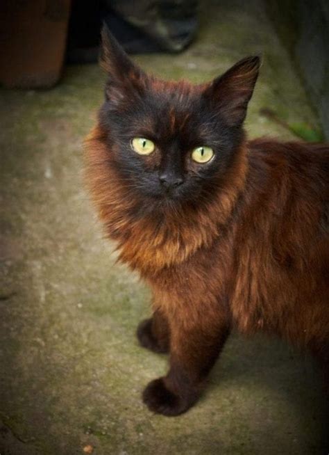 Black And Brown Cat Markings Color Fur This Is A Beautiful