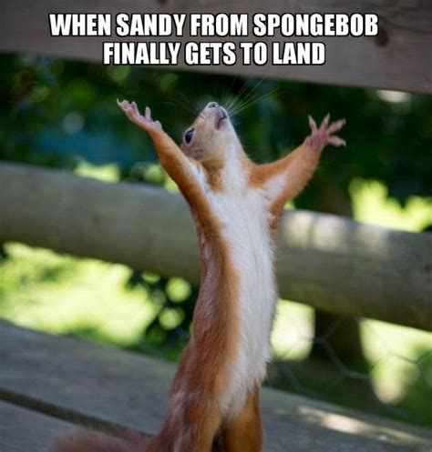 Spongebob Squarepants 10 Sandy Memes That True Fans Will Love All