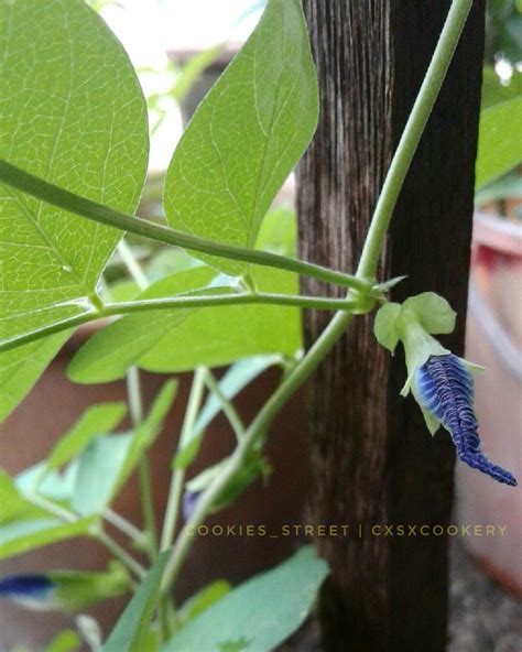 Siapa yang mengira bahwa bunga telang dengan warna biru putih yang cantik ini menawarkan segudang manfaat untuk kesehatan anda? Resipi Agar - agar Bunga Telang