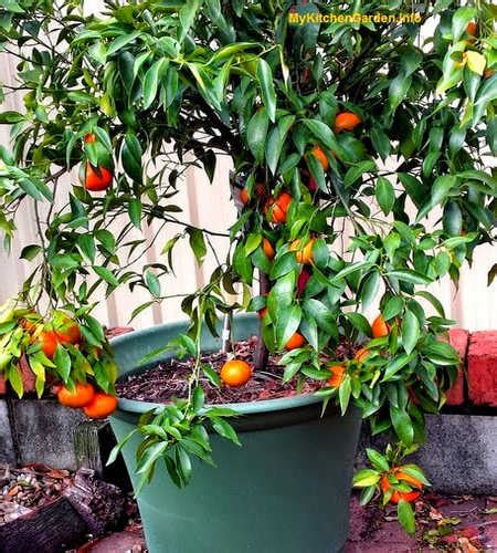 How To Grow Orange Tree From Seeds Orange Seeds Germination At Home