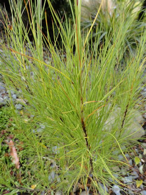 Phil Bendle Collectiondracophyllum Filifolium Needle Leaf Grass Tree