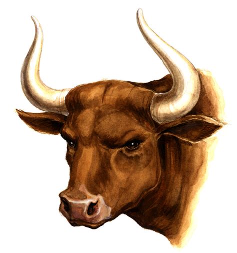 Download Wallpaper Clipart Picture Head Bull With Download Photo