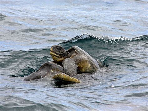 Animal Sex How Sea Turtles Do It Live Science