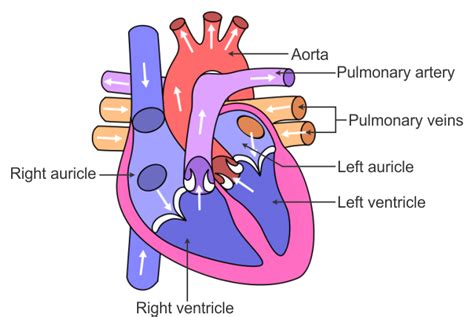 Class 7 Simple Diagram Of Human Heart With Labels Human Anatomy