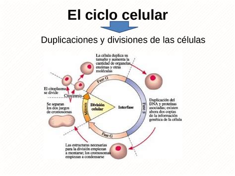 Ciclo Celular Ciclo Celular Cosas De Enfermeria Fotosintesis