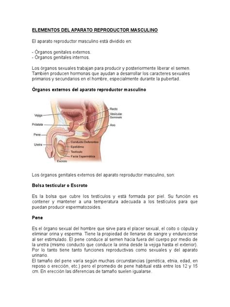 Aparato Reproductor Masculino Semen Anatomía Humana